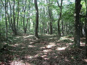 信濃追分土地105坪