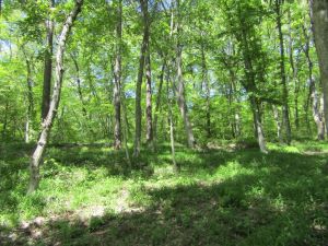 追分300坪土地-追分宿・バス停・飲食店・コンビニ徒歩圏