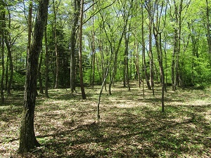 軽井沢の不動産・別荘・住宅・土地物件なら軽井沢追分の東信不動産にお任せください!
