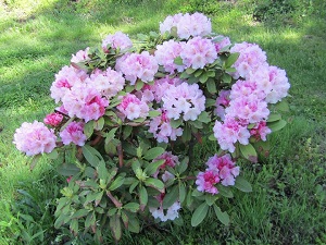 桜ヶ丘ヴィレッジ